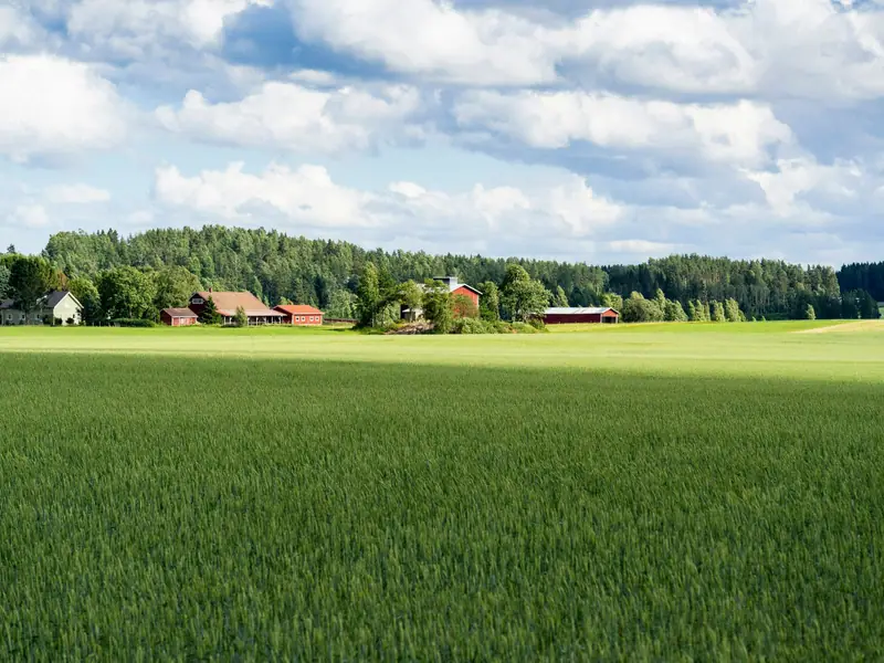 Vihreä viljapelto ja punaisia maatilan rakennuksia metsän laidalla kesäpäivänä.