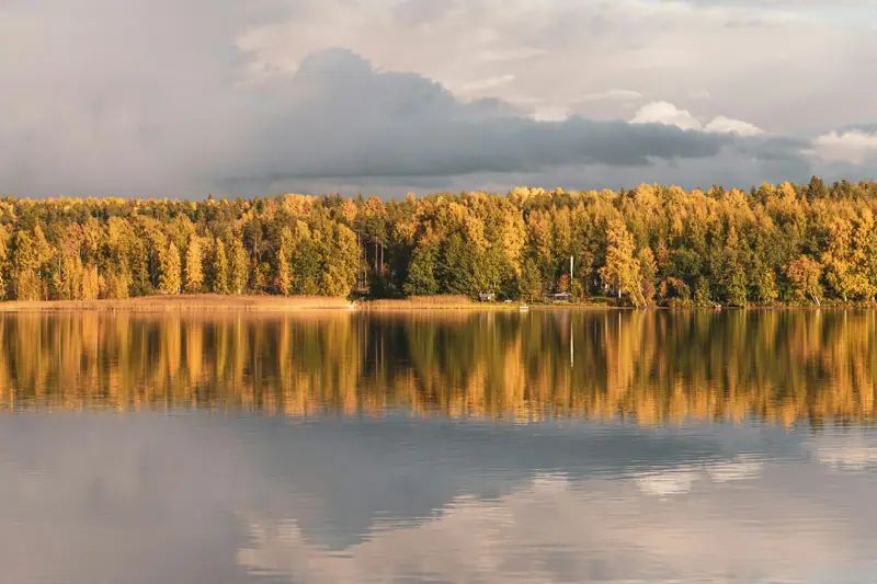 Keltaiseksi muuttuneet koivut kuvastuvat tyynestä järvestä syysiltana.
